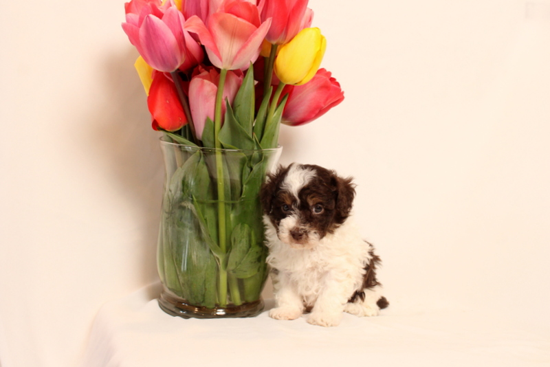 puppy, for, sale, Toy Poodle, Matthew B. Stoltzfus, dog, breeder, Gap, PA, dog-breeder, puppy-for-sale, forsale, nearby, find, puppyfind, locator, puppylocator, aca